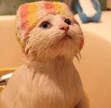 گربه بعد از حمام