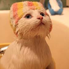گربه بعد از حمام