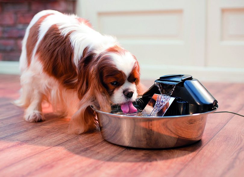آبخوری اتوماتیک سگ هوشمند