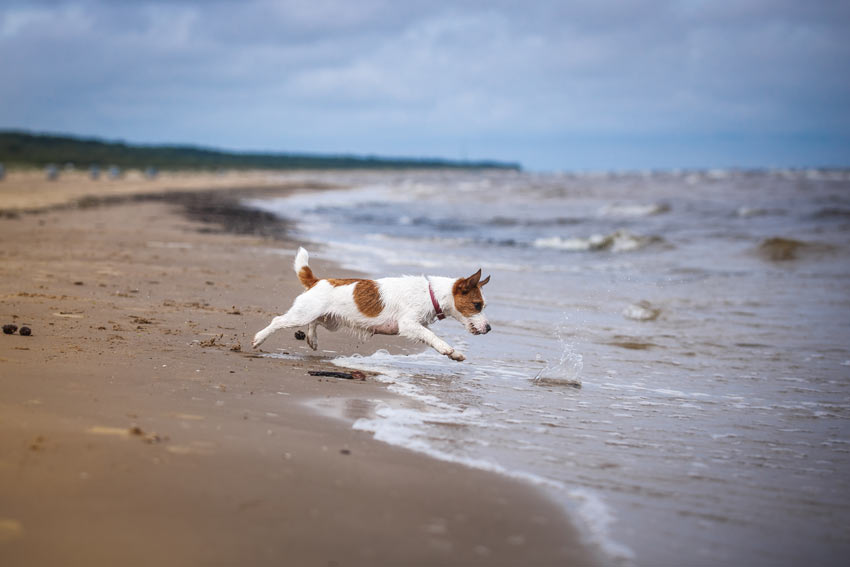 سگ جک راسل در کنار ساحل