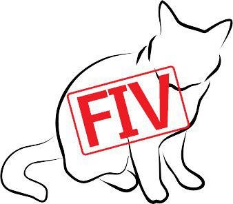 FIV ایدز گربه