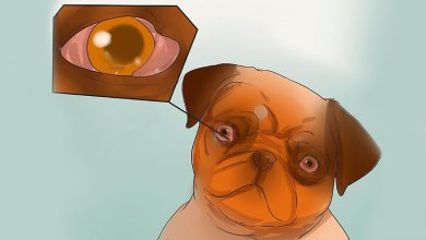 بیماری چشم‌ گیلاسی در سگ‌ها