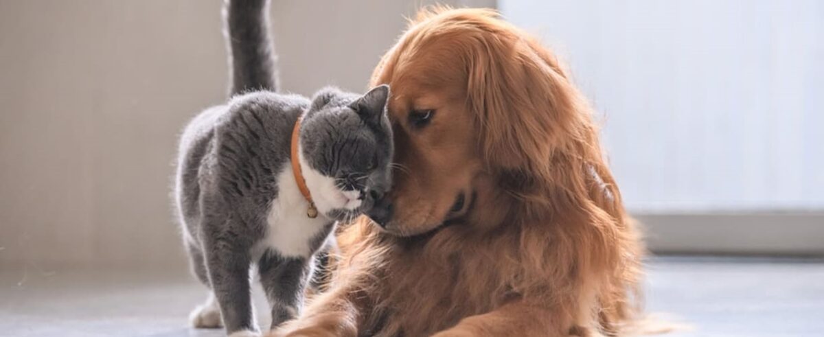 گربه در حال ناز دادن به سر سگ بیمه مسئولیت حیوانات خانگی