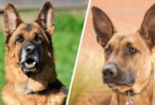 مقایسه سگ های نژاد ژرمن شپرد و مالینویز