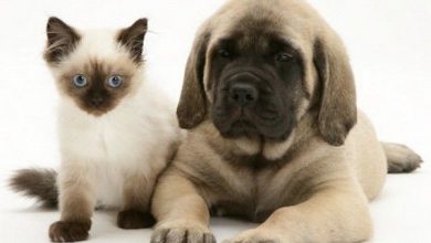 خوشگل ترین نژاد های سگ و گربه