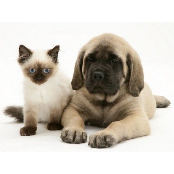 خوشگل ترین نژاد های سگ و گربه