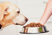 راهنمای غذای خشک سگ