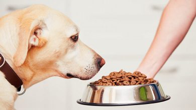 راهنمای غذای خشک سگ
