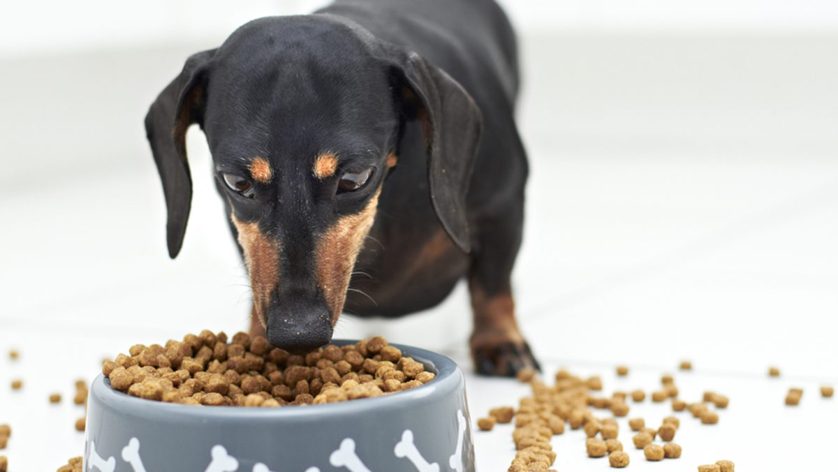 خوردن غذای خشک توسط سگ داکسهوند