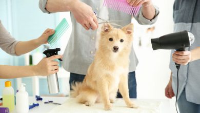 شستشو و اصلاح سگ خانگی