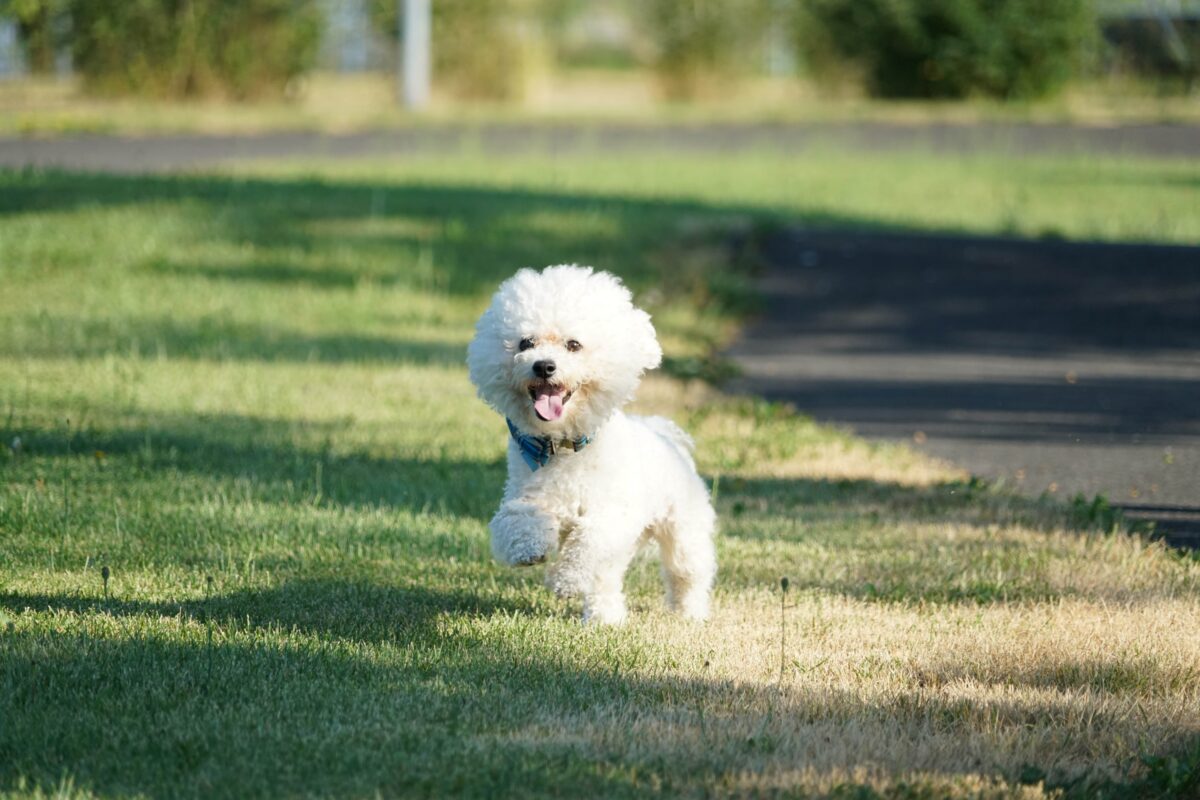 سگ بیچون فرایز سفید در حال دویدن روی چمن 