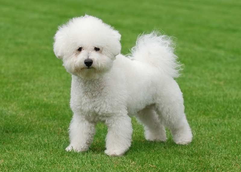 سگ بیچون فرایز سفید، با موهای سفید و مجعد و چشمان تیله ای