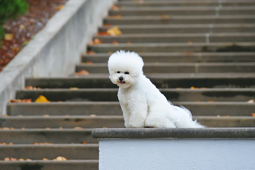 سگ با اعتماد به نفس بیچون فرایز روی پله‌ها نشسته