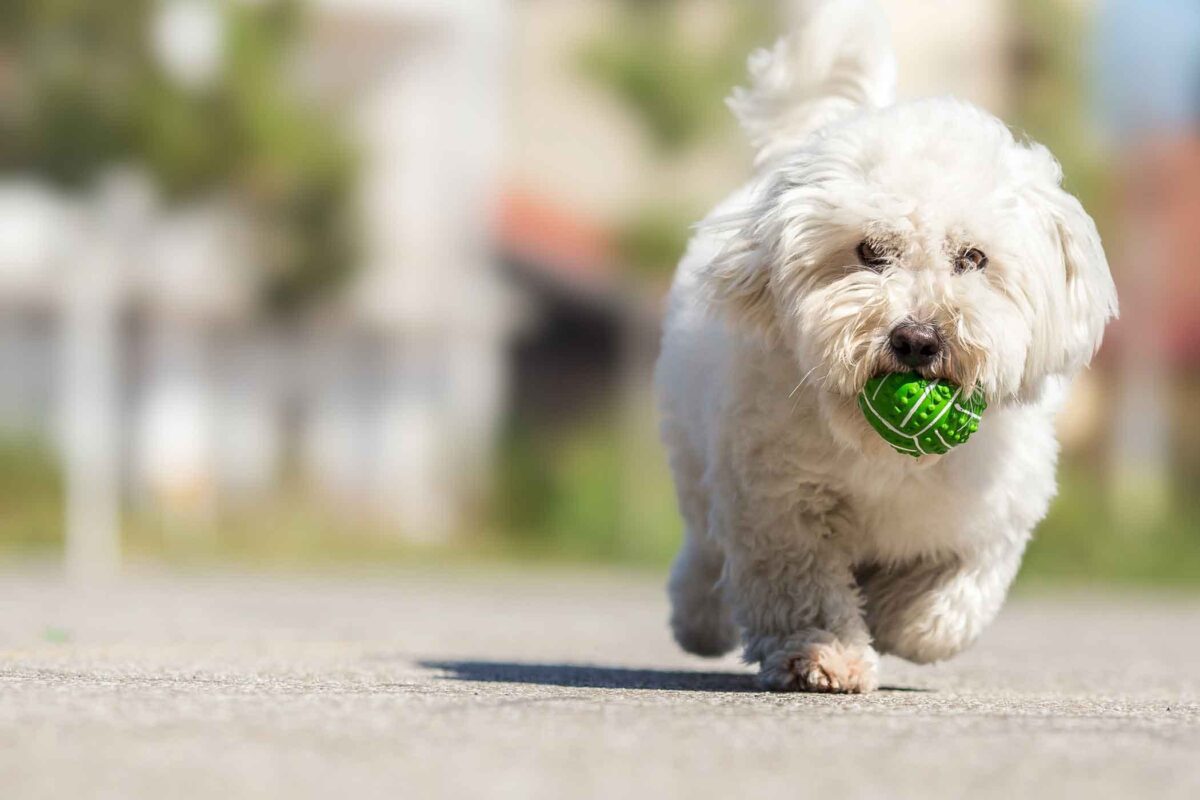 سگ سفید در حال توپ بازی