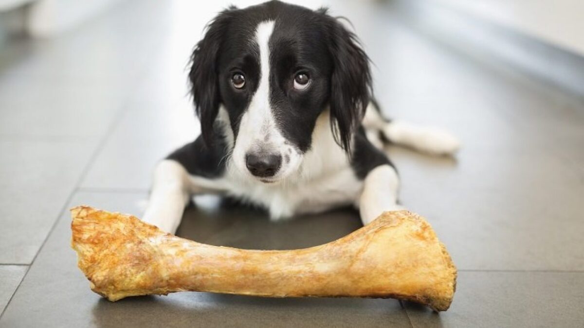 استخوان برای سگ خوبه؟