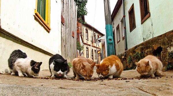 غذای گربه های خیابانی