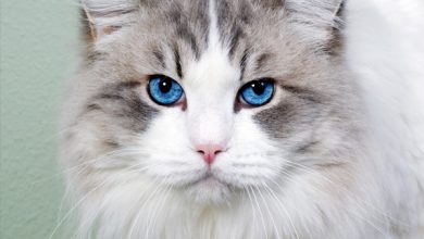 معروف ترین نژادهای گربه در دنیا