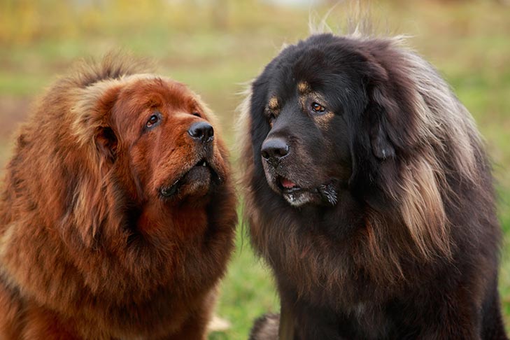 دو سگ ماستیف تبتی سیاه و حنائی