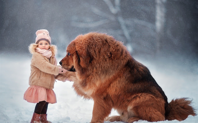 دختربچه در کنار سگ تبتی در برف