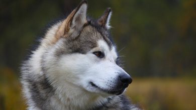 نژاد سگ مالاموت آلاسکایی