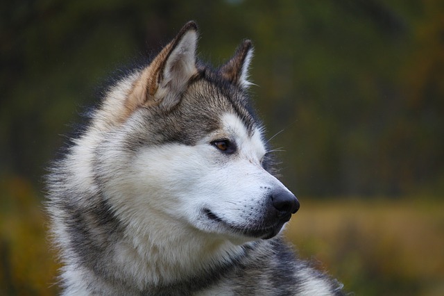 نژاد سگ مالاموت آلاسکایی