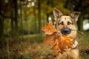 بازی سگ ژرمن شپرد با برگ های پاییزی