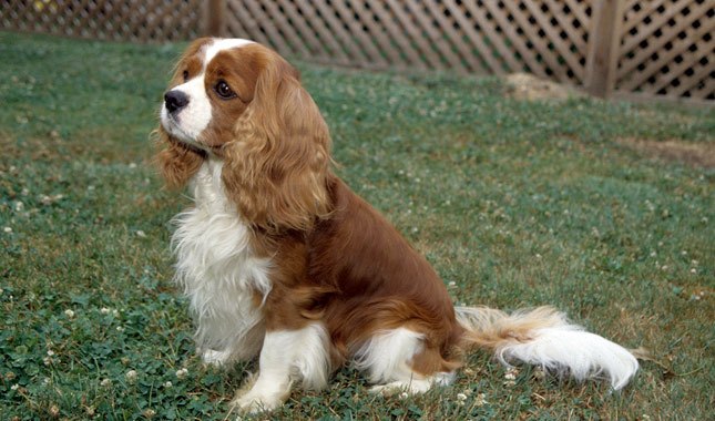 مشخصات سگ کاوالیر کینگ