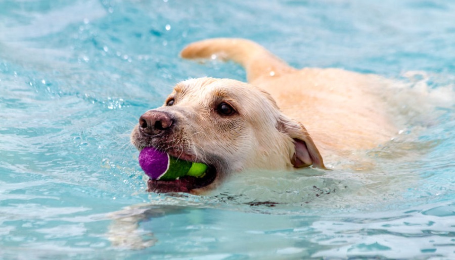 سگ لابرادور رتریور در حال شنا