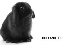 خرگوش نژاد لوپ هلندی