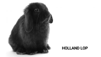 خرگوش نژاد لوپ هلندی
