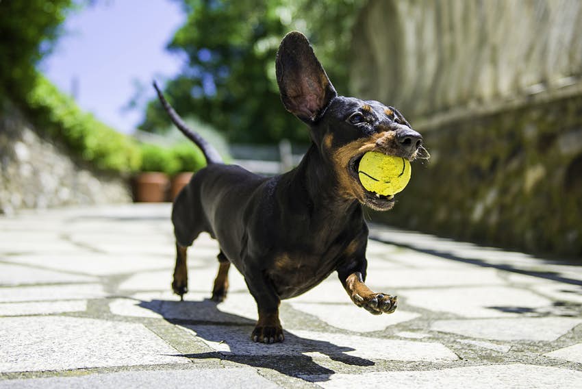 عکس سگ داکسهوند در حال بازی