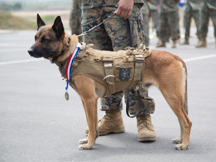 سگ مالینویز در ارتش