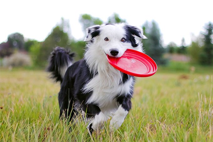 عکس سگ بردر کالی در حال بازی فریزبی