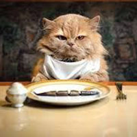 با گربه های بد غذا چه رفتاری داشته باشیم؟