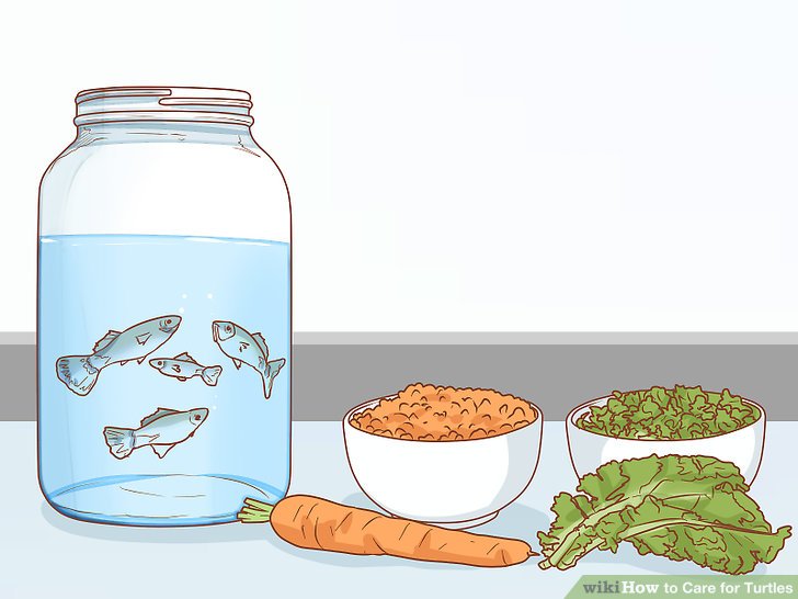 ماهی و سبزیجات برای لاک پشت