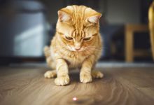 سرگرمی گربه ها با نور لیزر