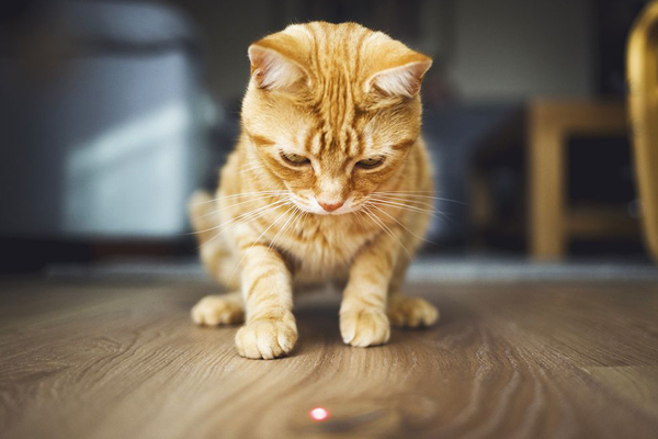 سرگرمی گربه ها با نور لیزر
