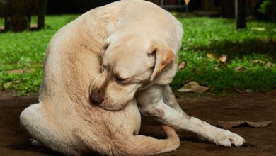 علائم و درمان بیماری های پوستی در سگ‌ ها