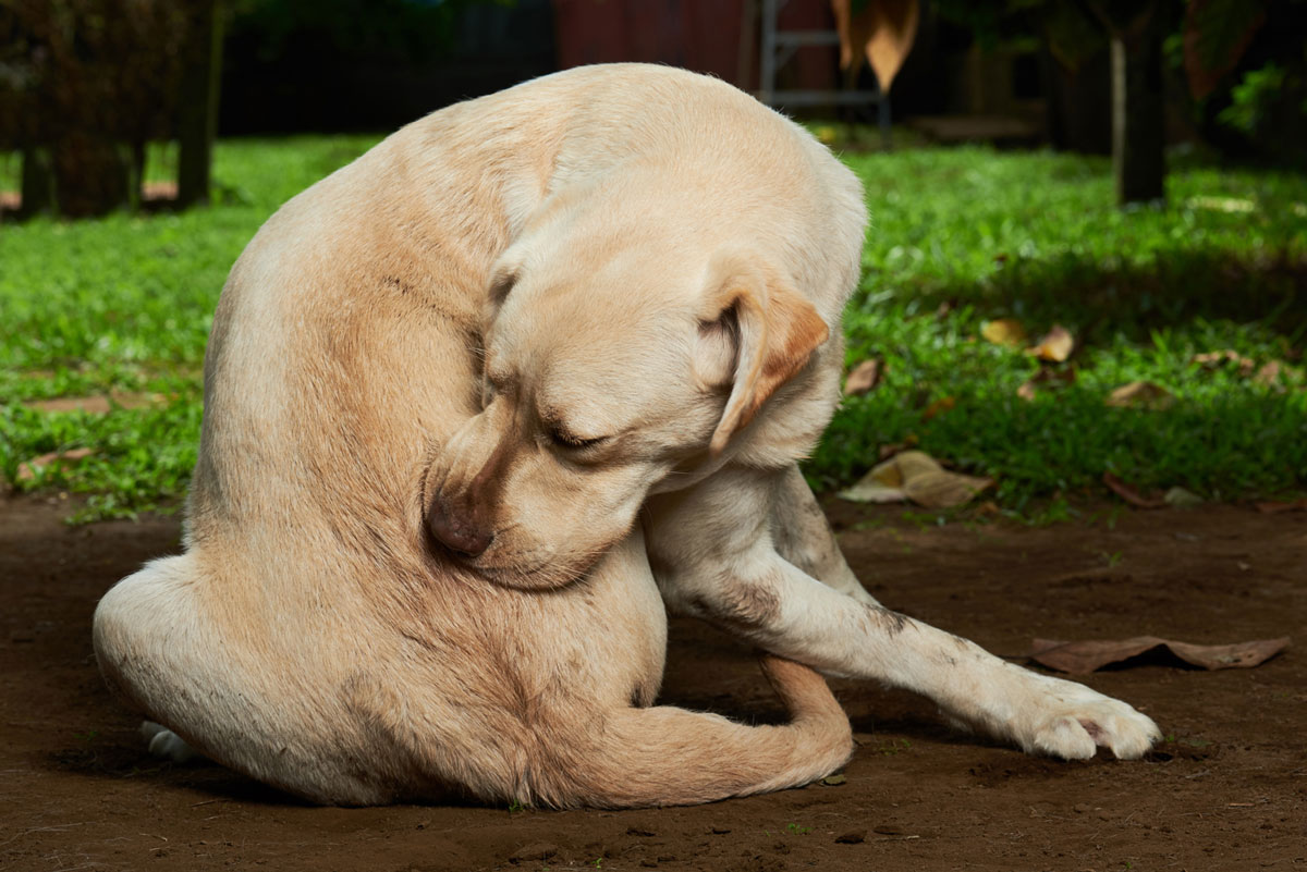 علائم و درمان بیماری های پوستی در سگ‌ ها
