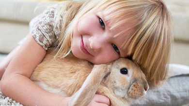 آیا خرگوش مناسب نگهداری در منزل است؟