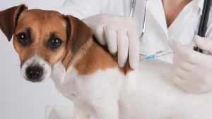 انجام واکسن سگ