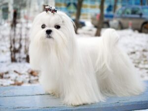 سگ سفید مو بلند مالتیز