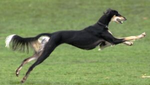 سگ تازی در حال دویدن