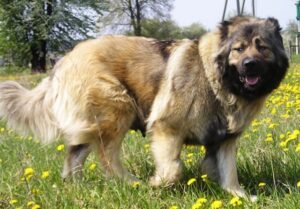 سگ قفقازی شاهسون