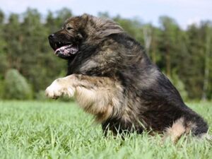 سگ قفقازس در حال دویدن