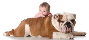 سگ بولدار با نوزاد انسان