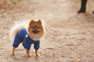 سگ اشپیتز با لباس آبی