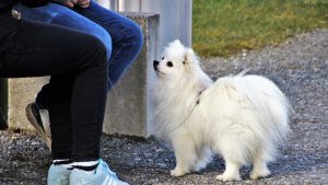 سگ سفید نژاد اشپیتز