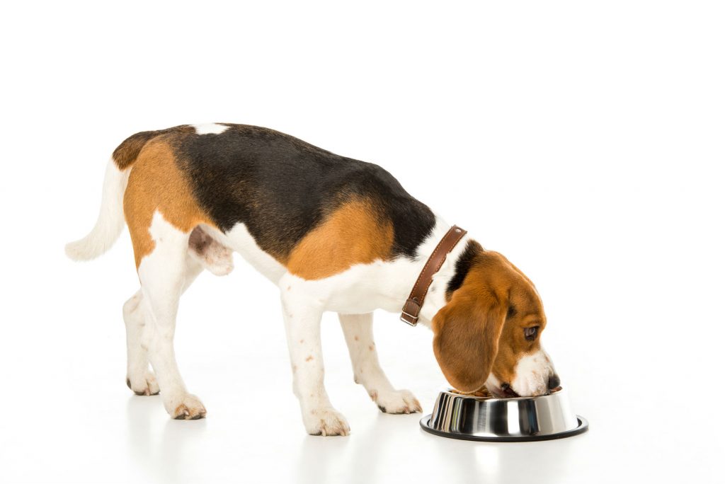 سگ بیگل در حال غذا خوردن