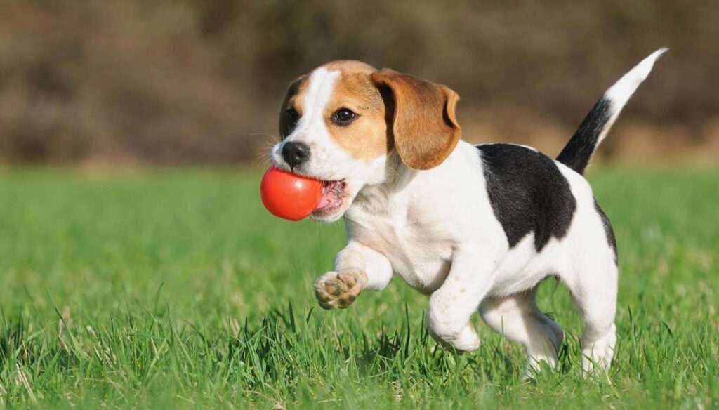 سگ بیگل در حال بازی